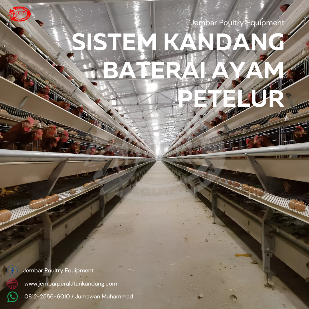 Sistem Kandang Baterai Ayam petelur-1