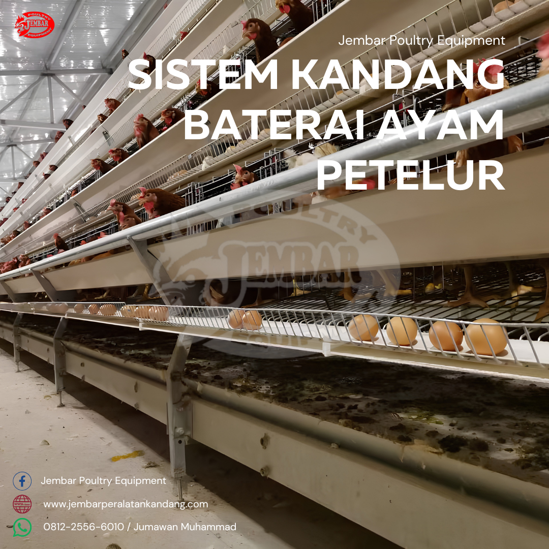 Sistem Kandang Baterai Ayam petelur (2)